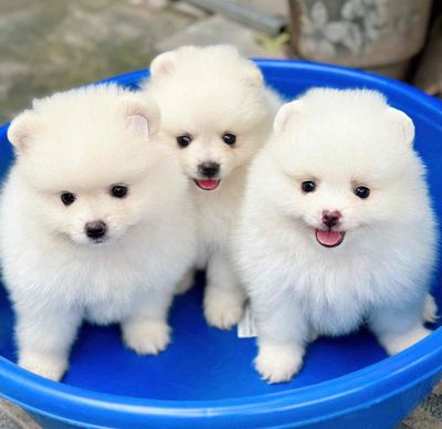 chó phốc sóc trắng thuần chủng. Mua bán Chó tại Quận Liên Chiểu Đà Nẵng được đăng bởi V Petshop Đà Nẵng