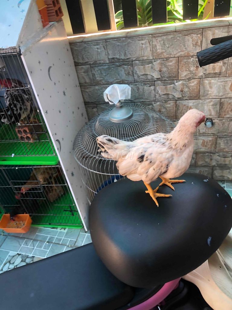 Gà trống Trắng đen. Mua bán Gà tại Huyện Nhà Bè Tp Hồ Chí Minh được đăng bởi LÊ VĂN GIÀU hình 1