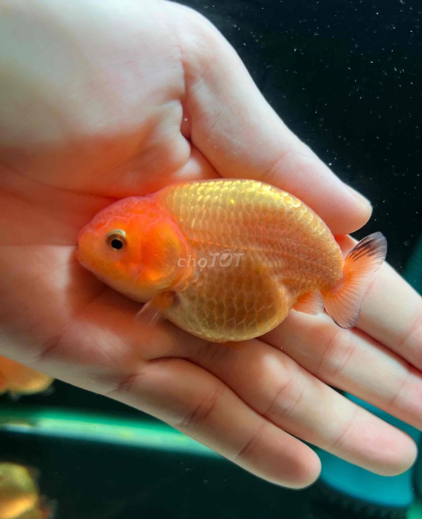 2 bé ranchu tini đỏ đẹp