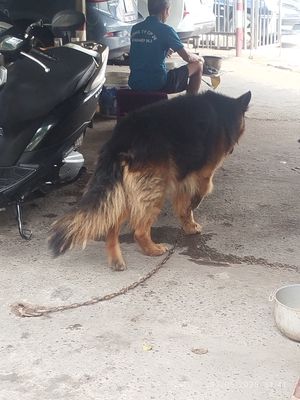 Bán Becgie đực tại Hà Nội