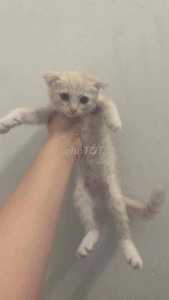 Mèo Tai Cụp Vàng Kem Gần 2 Tháng. Mua bán Mèo tại Quận Bình Thạnh Tp Hồ Chí Minh được đăng bởi Donna hình 1