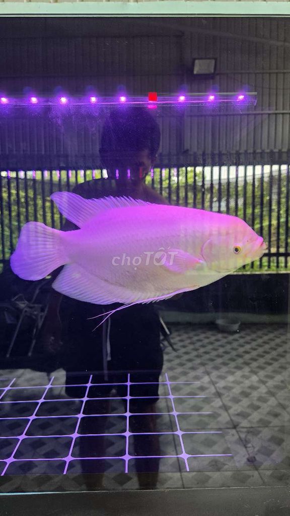 Cá phát tài Trắng 46-48 cm. Mua bán Thú cưng khác tại Huyện Trảng Bàng Tây Ninh được đăng bởi Ken hình 1