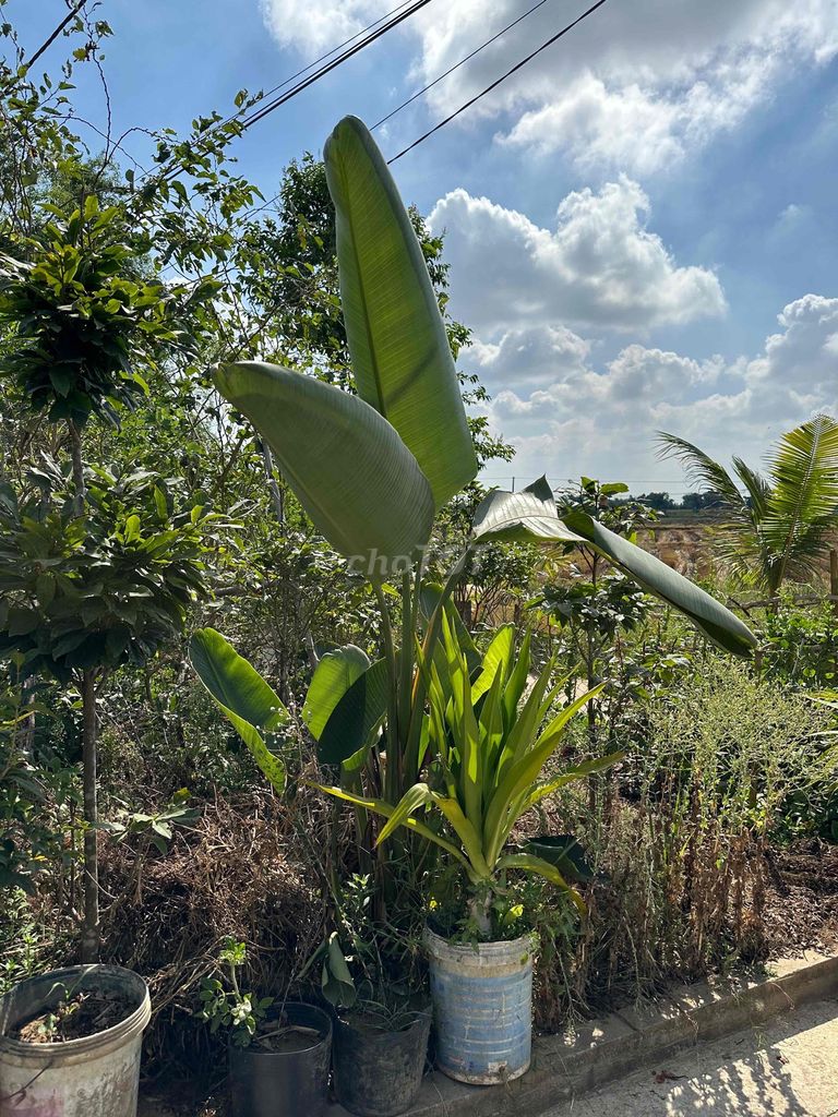 Cây cảnh Hoa thiên điểu Lớn. Mua bán Cây cảnh, đồ trang trí tại Thị xã Điện Bàn Quảng Nam được đăng bởi linh hình 1