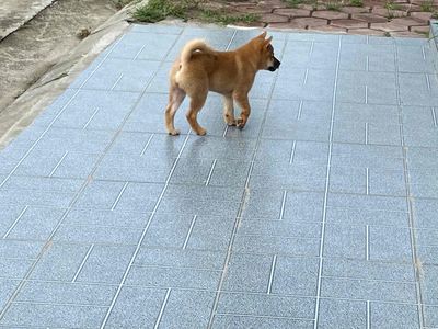 chó Shiba Inu cái 3 tháng tuổi. Mua bán Chó tại Huyện Cẩm Giàng Hải Dương được đăng bởi Nguyen Thang