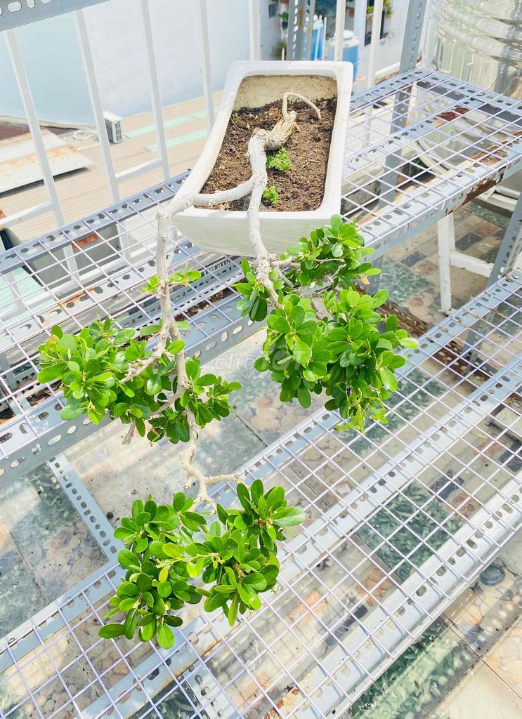 Sam Núi Bonsai, Dáng Thác Đổ Tự Nhiên. Mua bán Cây cảnh, đồ trang trí tại Quận Tân Phú Tp Hồ Chí Minh được đăng bởi Nguyễn Hoàng hình 1