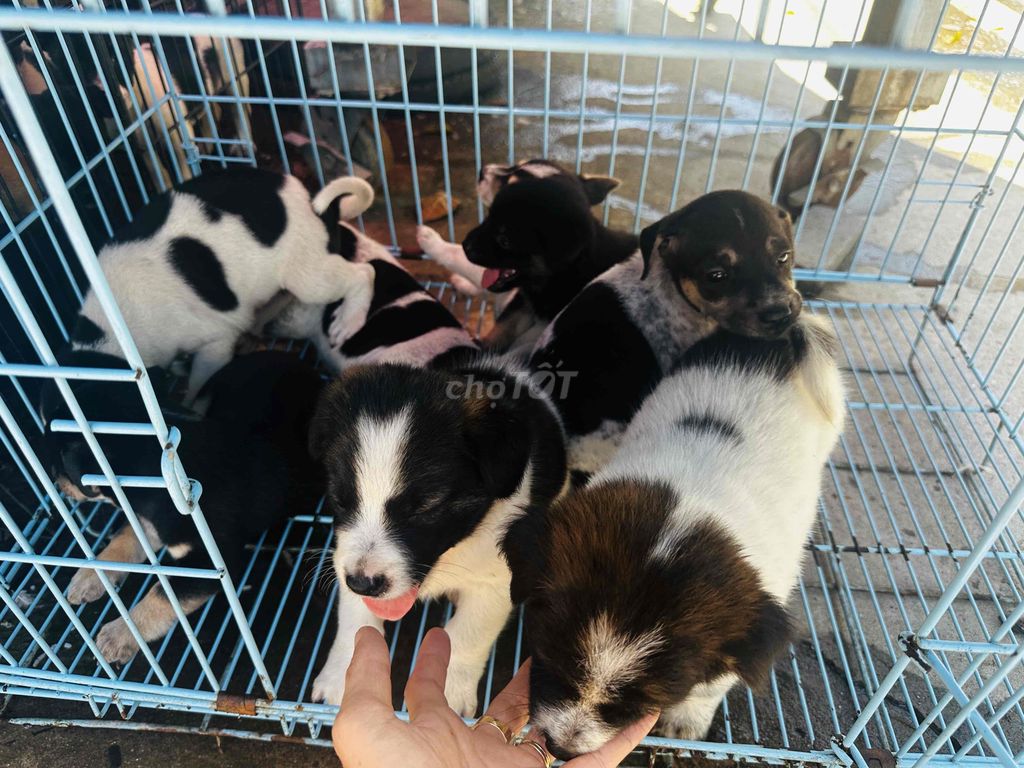 5 đực ba cái to con. Mua bán Chó tại Quận Bình Tân Tp Hồ Chí Minh được đăng bởi hải đăng hình 4