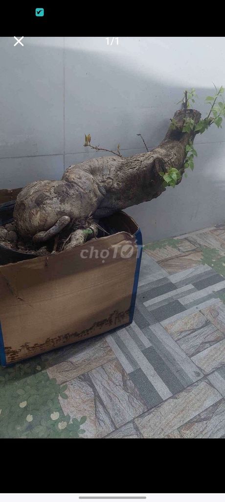 Phôi Hoa giấy. Mua bán Cây cảnh, đồ trang trí tại Huyện Hóc Môn Tp Hồ Chí Minh được đăng bởi Trung hình 1