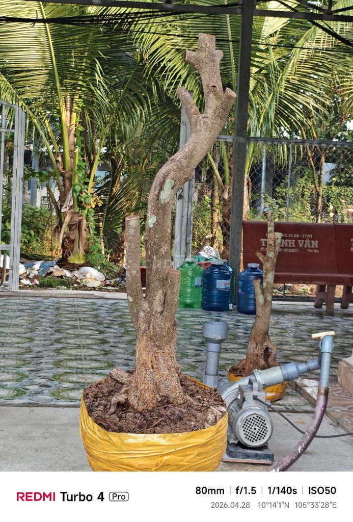 Mai tứ quý thân lắc lâu năm. Mua bán Cây cảnh, đồ trang trí tại Quận Ninh Kiều Cần Thơ được đăng bởi Công Nghệ Nhật hình 1