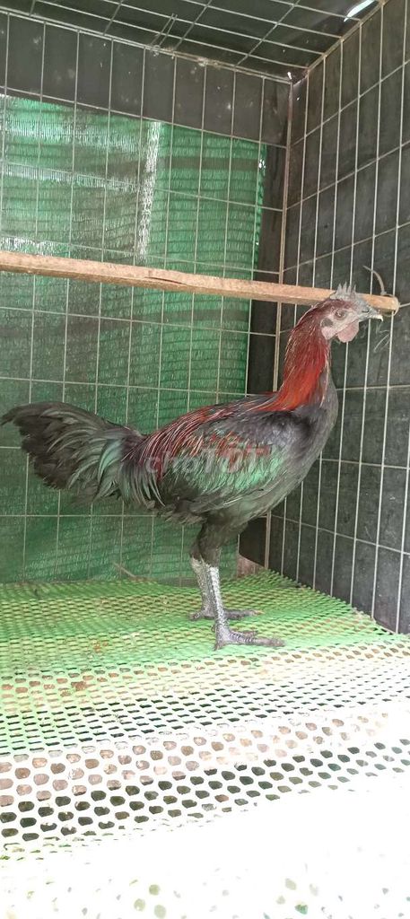 Gà Peru 2.6kg . Mua bán Gà tại Huyện Hóc Môn Tp Hồ Chí Minh được đăng bởi FB Huy Cuong Peru Gallos hình 1