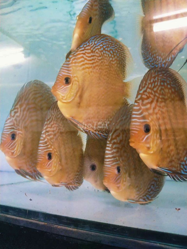 Cá dĩa Nâu Body HB VIP. Mua bán Thú cưng khác tại Quận Tân Bình Tp Hồ Chí Minh được đăng bởi Cá dĩa Như Ý hình 1