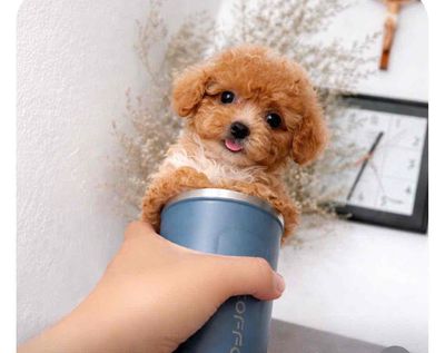 Chó Poodle Nâu đỏ