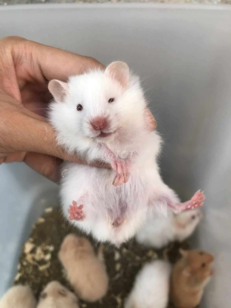 Hamster Bear xù lai form to. Mua bán Thú cưng khác tại Quận Bình Tân Tp Hồ Chí Minh được đăng bởi Ở trọ bày đặt bán chụtt hình 1