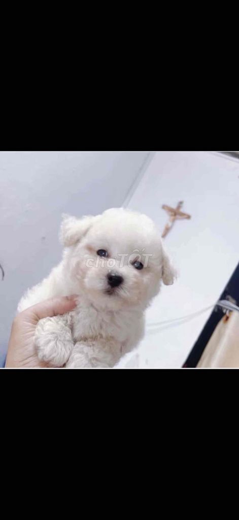 Chó Poodle Tiny chân lùn mõ ngắn chó nhà nuôi. Mua bán Chó tại Quận Gò Vấp Tp Hồ Chí Minh được đăng bởi Quốc  hình 1