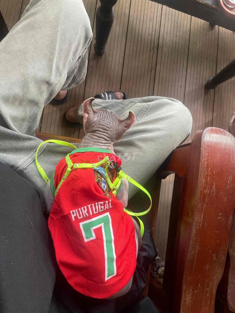 Mèo Sphynx Xám hồng không lông. Mua bán Mèo tại Quận Thanh Khê Đà Nẵng được đăng bởi Trần Thanh Anh Mũy hình 1