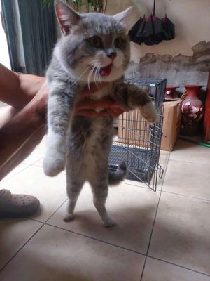 Mèo Bi tabby đực hơn 6kg 1 năm xám trắng
