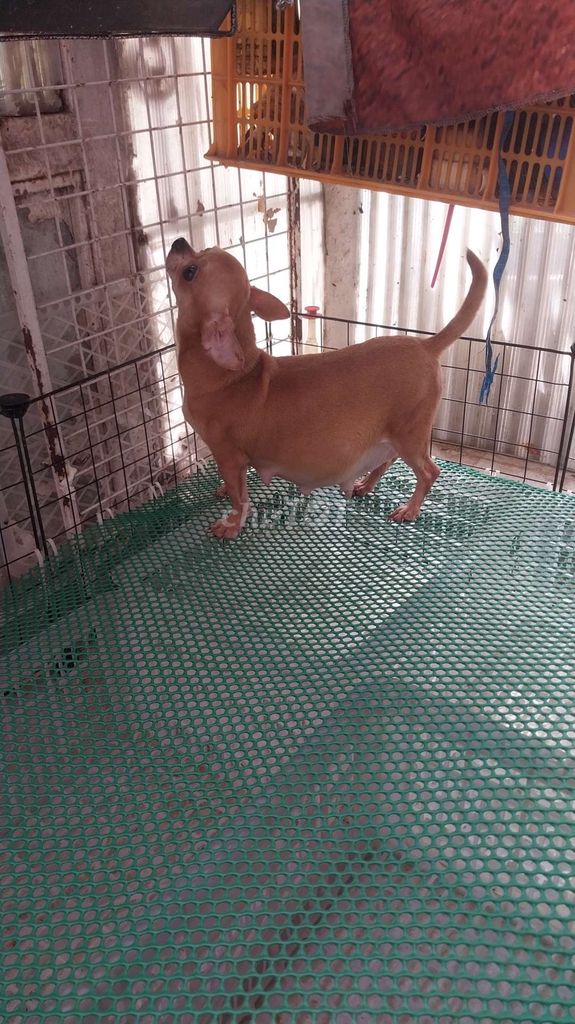Chihuahua bầu to rõ bụng. Mua bán Chó tại Quận 8 Tp Hồ Chí Minh được đăng bởi chihuahua sài gòn hình 2