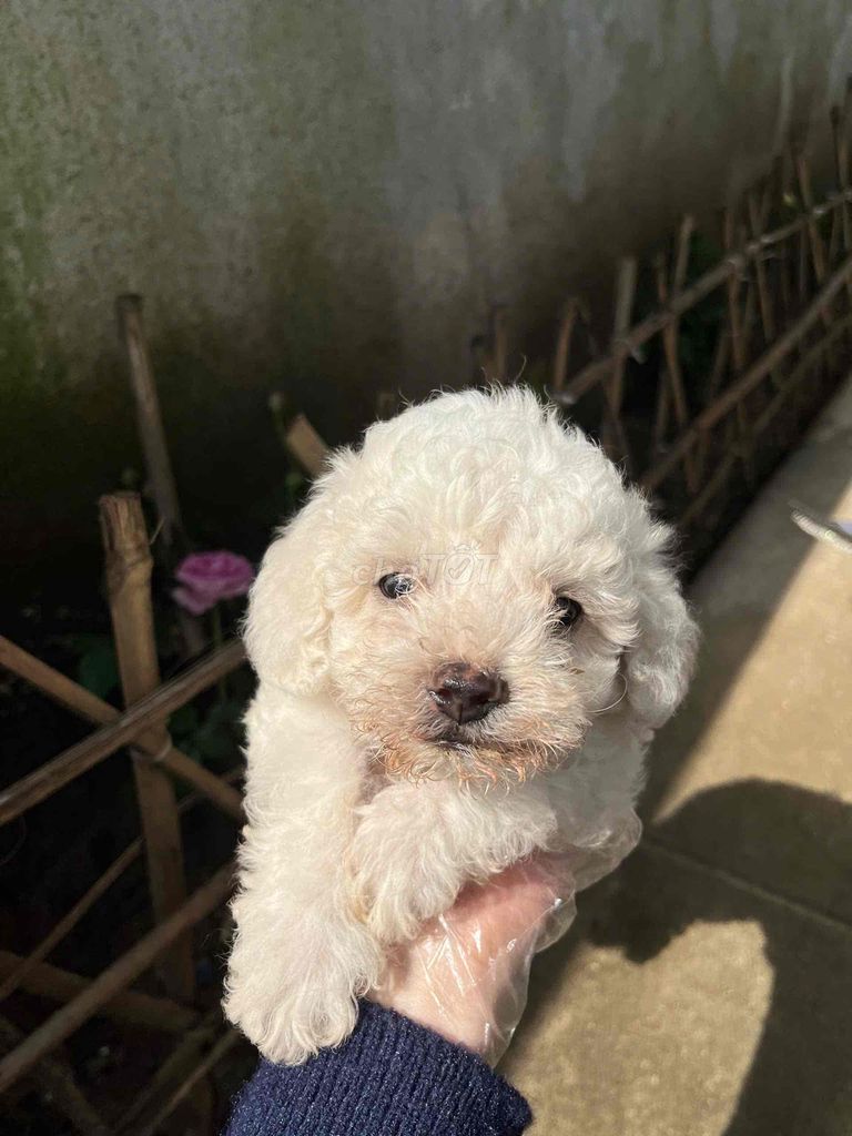 cần bán chó Poodle Tiny đẹp nhà sinh sản