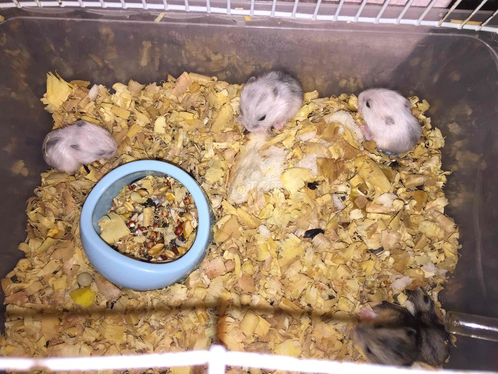 Chuột hamster ww