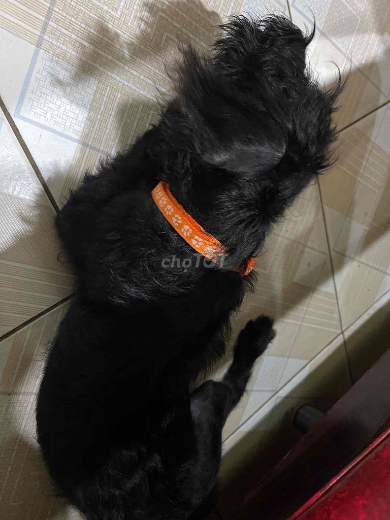 Chó Poodle Đen Khỏe mạnh. Mua bán Chó tại Quận Thanh Xuân Hà Nội được đăng bởi phạm văn hưởng hình 1