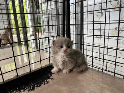 Mèo chân lùn. Mua bán Mèo tại Thành phố Biên Hòa Đồng Nai được đăng bởi Minh Hoang