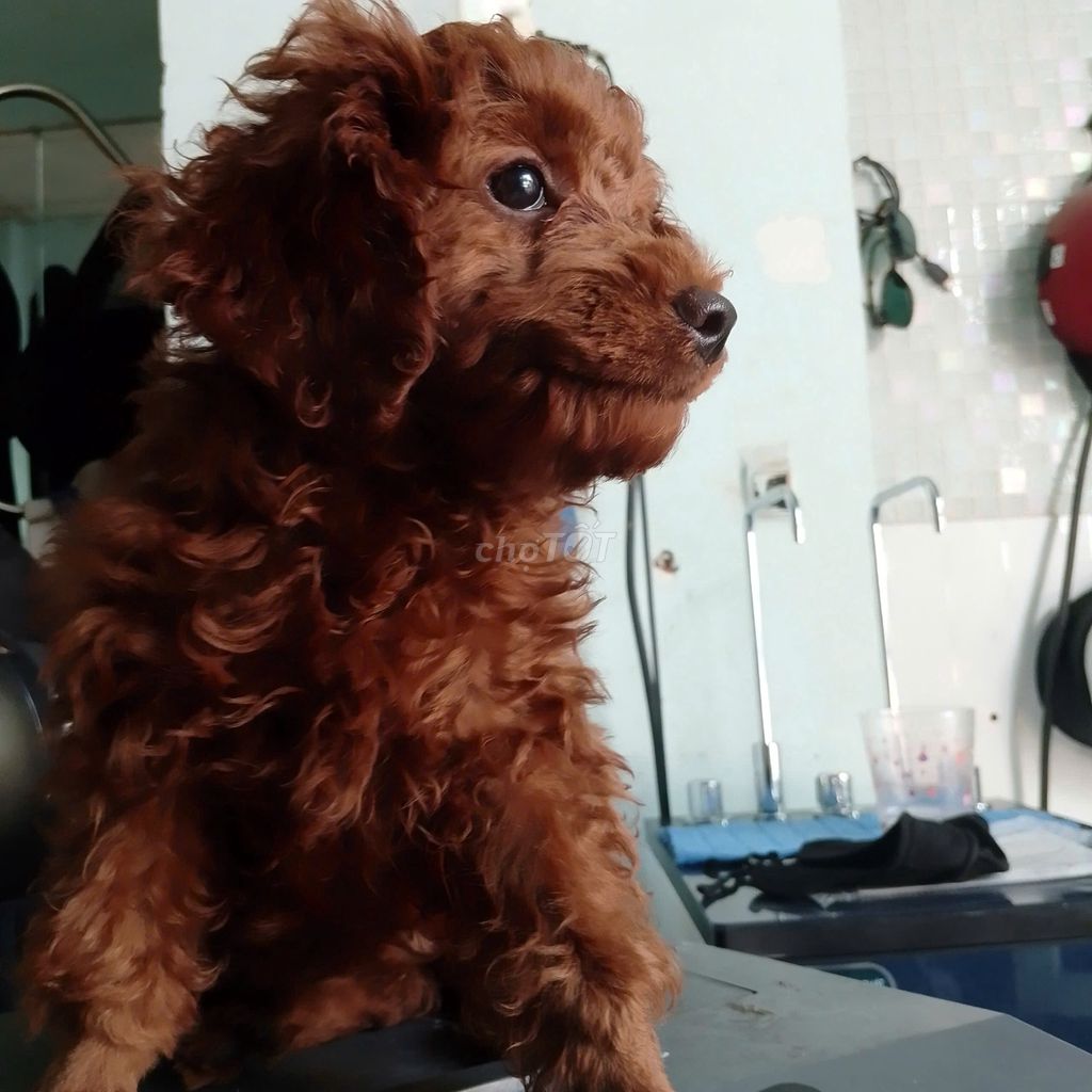 Chó Poodle Nâu đỏ. Mua bán Chó tại Thành phố Thuận An Bình Dương được đăng bởi Lê Công tiến  hình 1