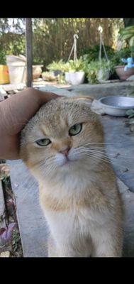 Phối mèo Golden tai cụp Bình Tân