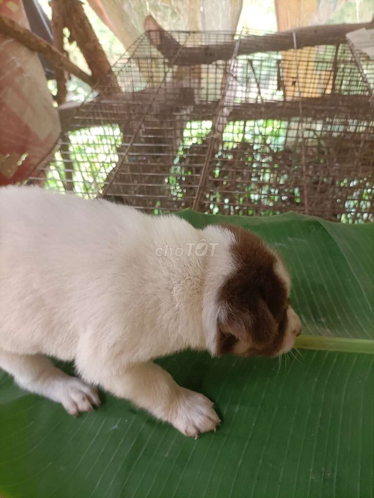 Chó ú trắng nâu. Mua bán Chó tại Huyện Tam Bình Vĩnh Long được đăng bởi nguyenphung hình 1