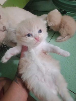 Mình có 4 bé mèo anh lông dài con muốn bán. Mua bán Mèo tại Huyện Bình Chánh Tp Hồ Chí Minh được đăng bởi Trần Thị Thanh Diễm
