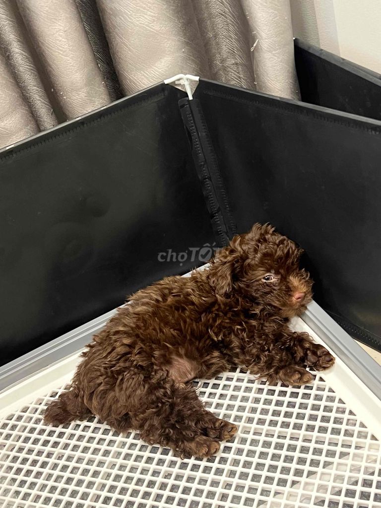 Poodle socola mắt nâu mũi hồng màu hiếm. Mua bán Chó tại Thành phố Vũng Tàu Bà Rịa - Vũng Tàu được đăng bởi Cici hình 2