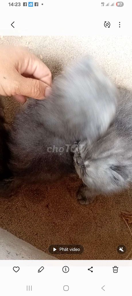 Mèo Ba Tư lông dài xám. Mua bán Mèo tại Huyện Châu Thành Tiền Giang được đăng bởi Thảo  hình 1