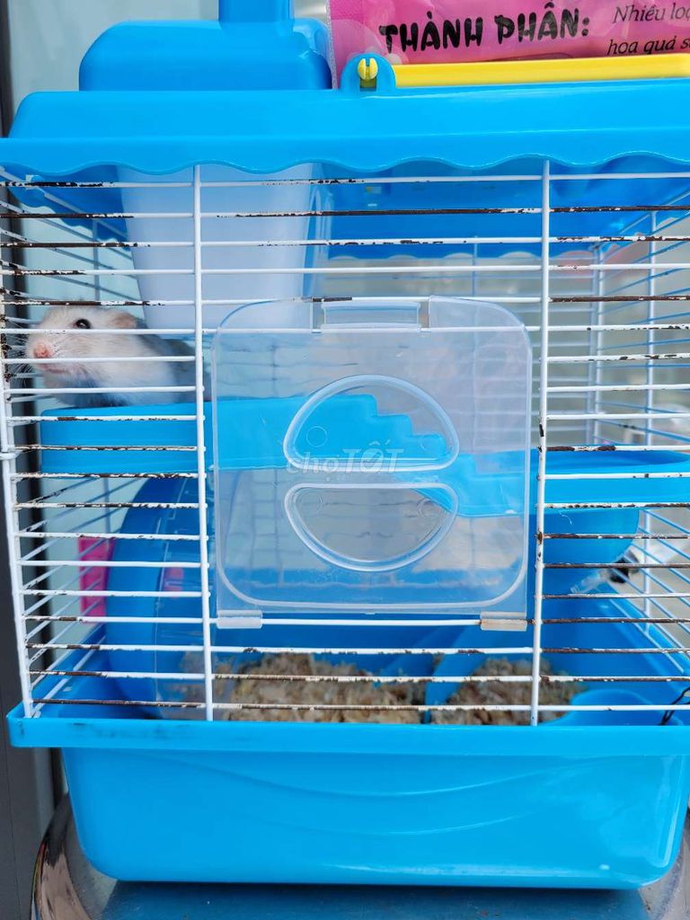 Chuột Hamster. Mua bán Thú cưng khác tại Quận 6 Tp Hồ Chí Minh được đăng bởi NGUYỄN VĂN TỐT hình 1