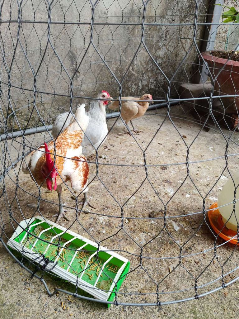 cặp gà chân cao . Mua bán Gà tại Huyện Củ Chi Tp Hồ Chí Minh được đăng bởi kieu hình 1