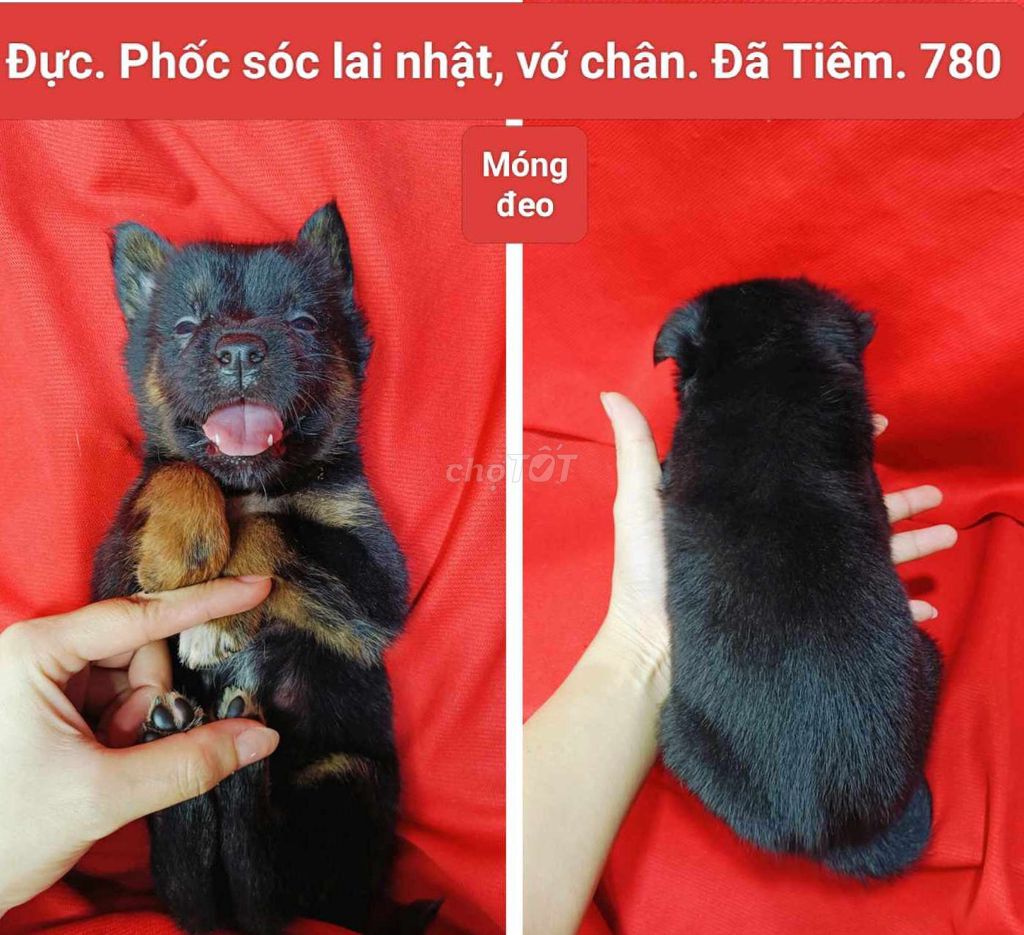 Corgi lai, chihuahua lai. Mua bán Chó tại Quận 12 Tp Hồ Chí Minh được đăng bởi Thanh hình 1