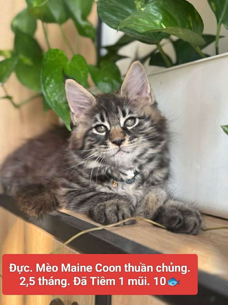 Mèo Maine Coon đực 2.5 tháng đã tiêm. Mua bán Mèo tại Quận 12 Tp Hồ Chí Minh được đăng bởi thanh hình 1