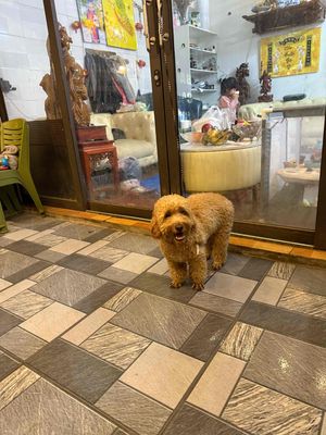 Bé đực 6 tháng side Toy ăn khoẻ - tiêm đầy đủ. Mua bán Chó tại Huyện Hoài Đức Hà Nội được đăng bởi Lạc Lạc 