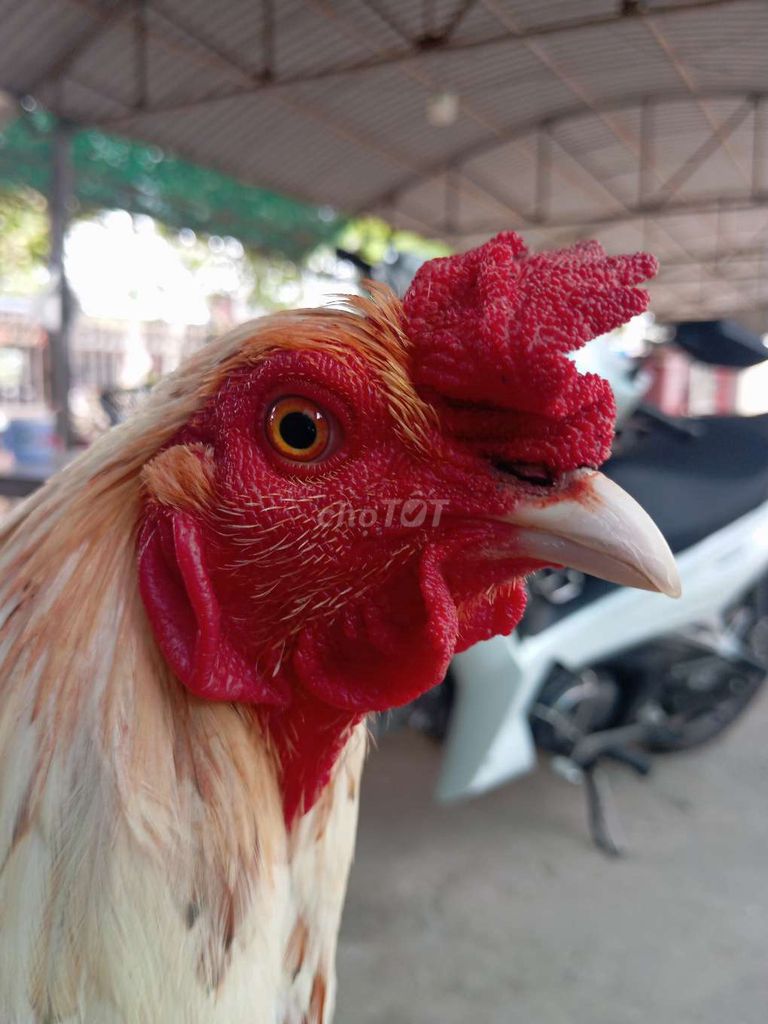 Gà chọi Trắng 2.9kg Đồng Tháp. Mua bán Gà tại Huyện Lấp Vò Đồng Tháp được đăng bởi gà đồng tháp  hình 1