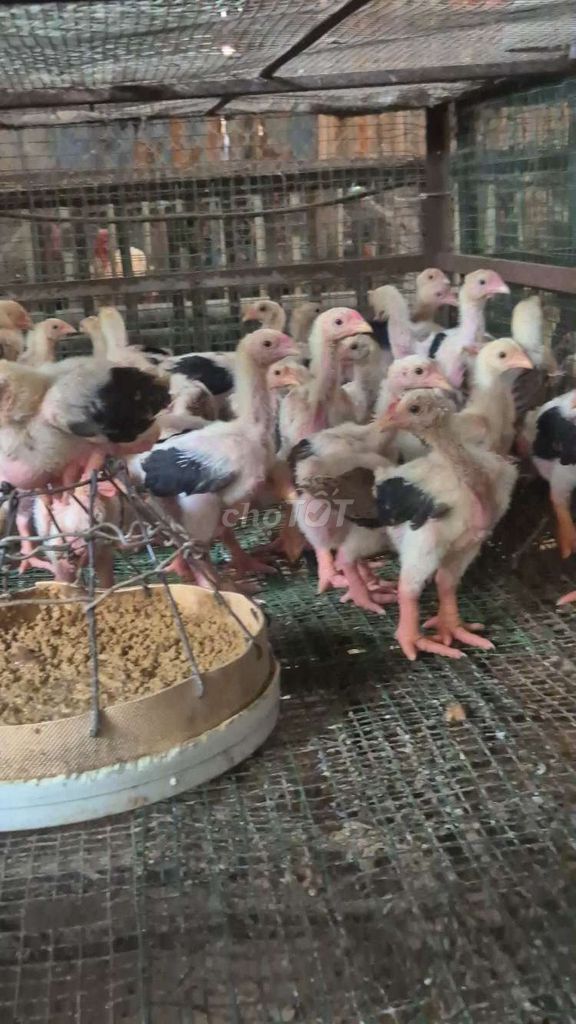 Gà Đông Tảo 50 ngày 400-500g đã vacxin. Mua bán Gà tại Huyện Hóc Môn Tp Hồ Chí Minh được đăng bởi phan hưng hình 1