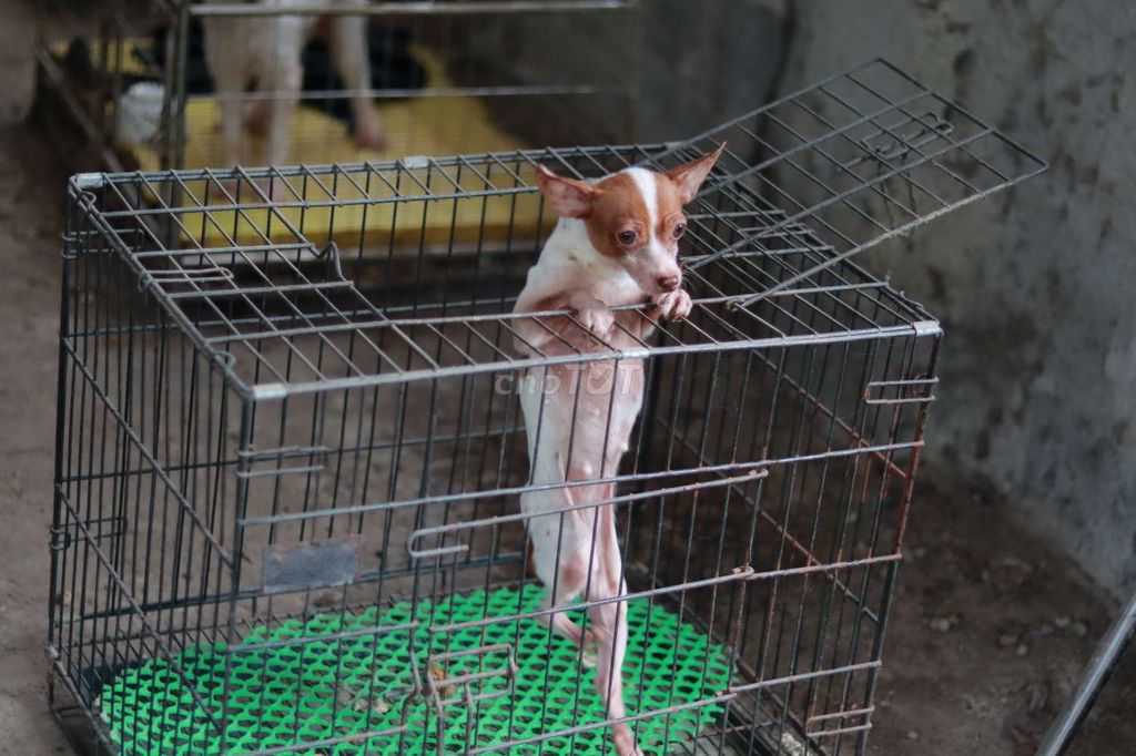 Phốc bò sữa gần 2 cân cái tơ. Mua bán Chó tại Huyện Mỹ Đức Hà Nội được đăng bởi Lương Thanh Liêm hình 3