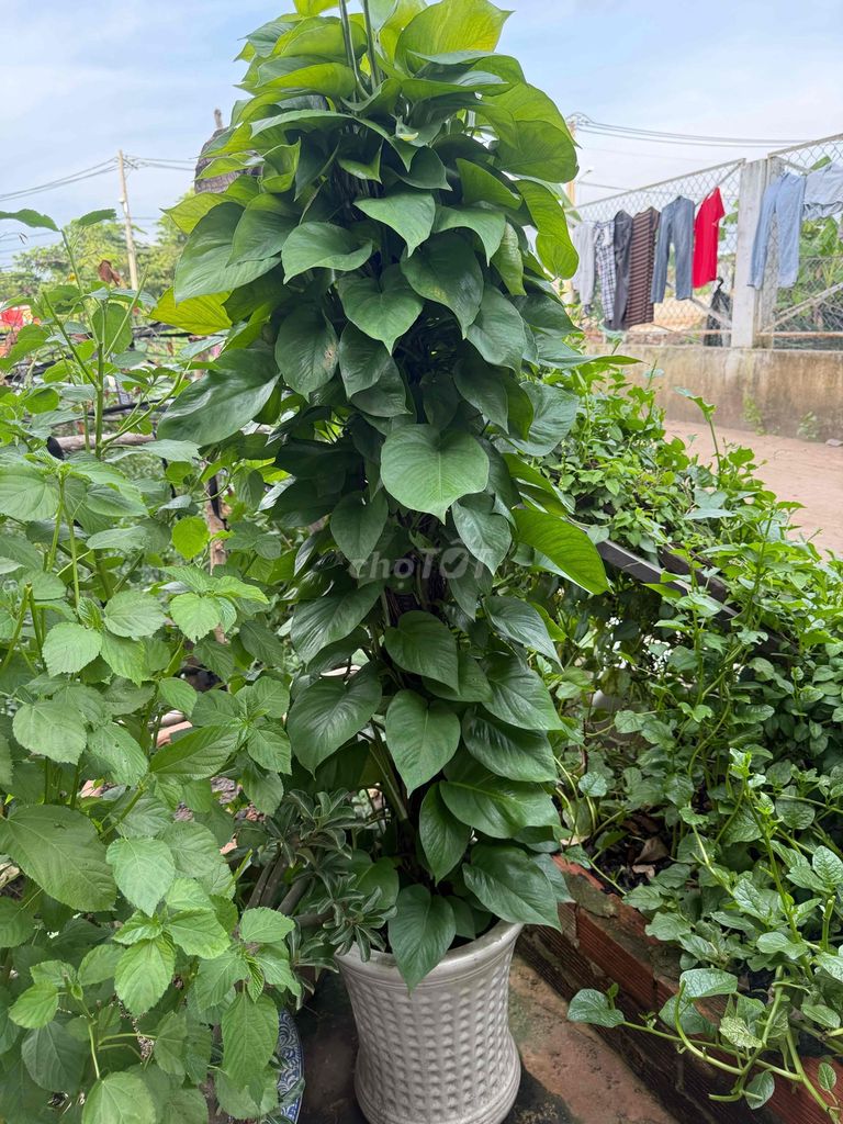 Trầu Bà Trụ 1m5 Xum Xuê kèm chậu
