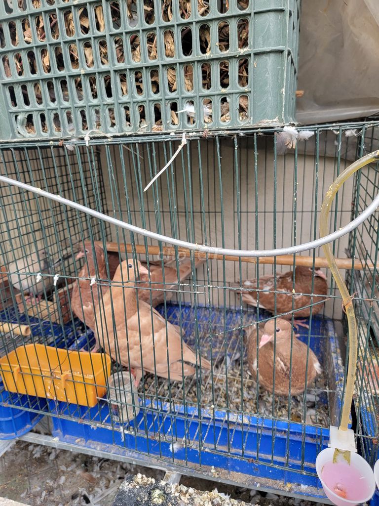 Chim Bồ câu gà tơ khỏe mạnh. Mua bán Chim tại Quận Bình Tân Tp Hồ Chí Minh được đăng bởi A Kiệt hình 1