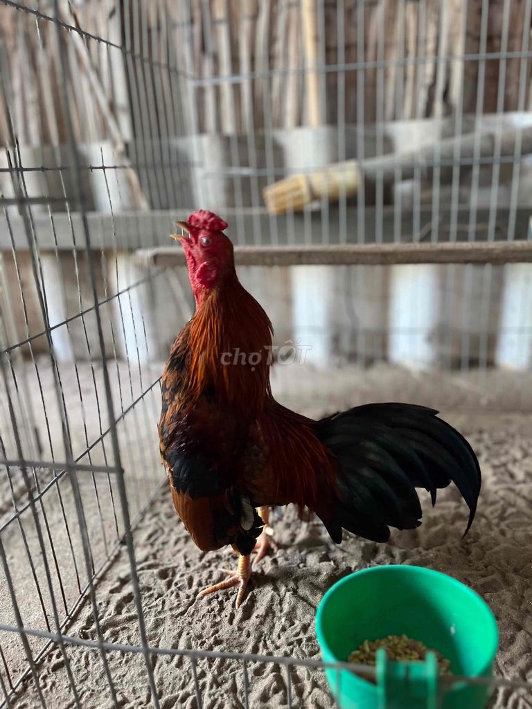 Bán hoặc gl gà nồi
