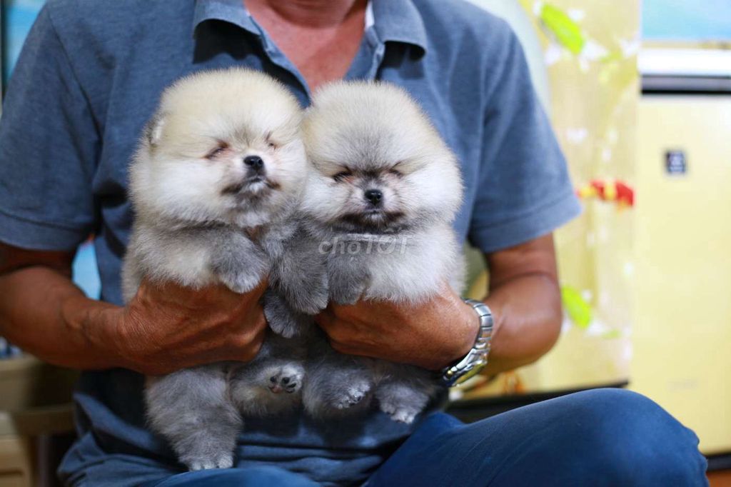 chó Phốc sóc con (pomeranian) thuần  nhập thái