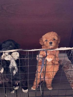 2 bé poodle một đực một cái