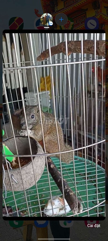 Sóc kiểng.... Mua bán Thú cưng khác tại Huyện Long Hồ Vĩnh Long được đăng bởi Thanh Trung hình 1