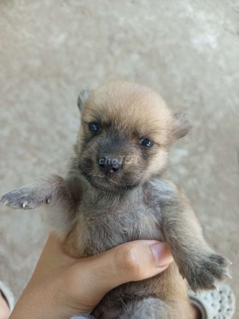 bầy lông xù lai poodle lai cần gả. Mua bán Chó tại Huyện Long Hồ Vĩnh Long được đăng bởi HT hình 1