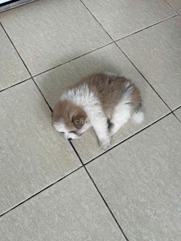 Chó Phốc lai nhiều màu. Mua bán Chó tại Quận Thanh Khê Đà Nẵng được đăng bởi nguyễn sơn hình 1