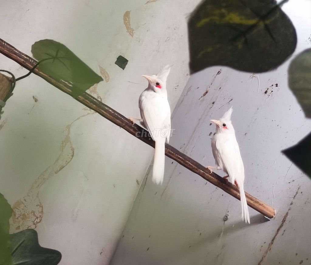 Chim chào mào Bạch 5 con đã sinh sản. Mua bán Chim tại Huyện Trảng Bom Đồng Nai được đăng bởi Nguyễn hình 1