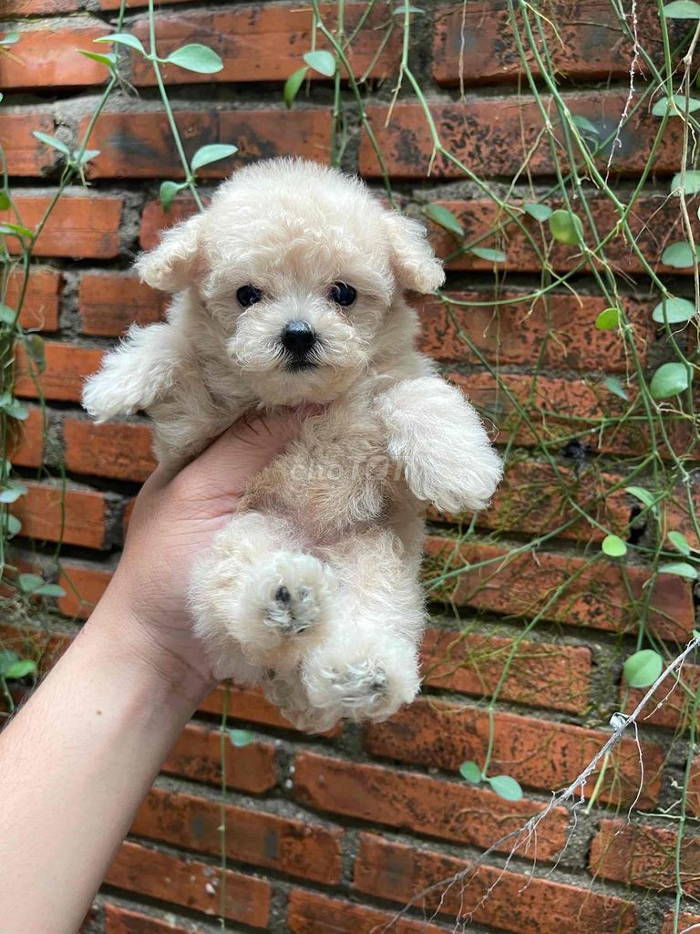 Chó Poodle Teacup siêu nhỏ. Mua bán Chó tại Quận Bình Thạnh Tp Hồ Chí Minh được đăng bởi Nguyễn phúc hình 1