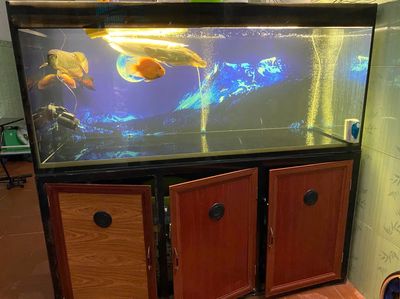 Thanh lý cá rồng và hồ full phụ kiện. Mua bán Thú cưng khác tại Quận Tân Bình Tp Hồ Chí Minh được đăng bởi Gratia Asia Metal Trần Nhôm