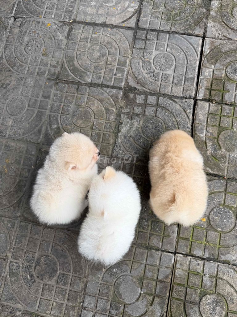 Chó Pom mini nhiều màu sẵn tại 50 Phạm Như Xương. Mua bán Chó tại Quận Liên Chiểu Đà Nẵng được đăng bởi DC PETHOUSE hình 1